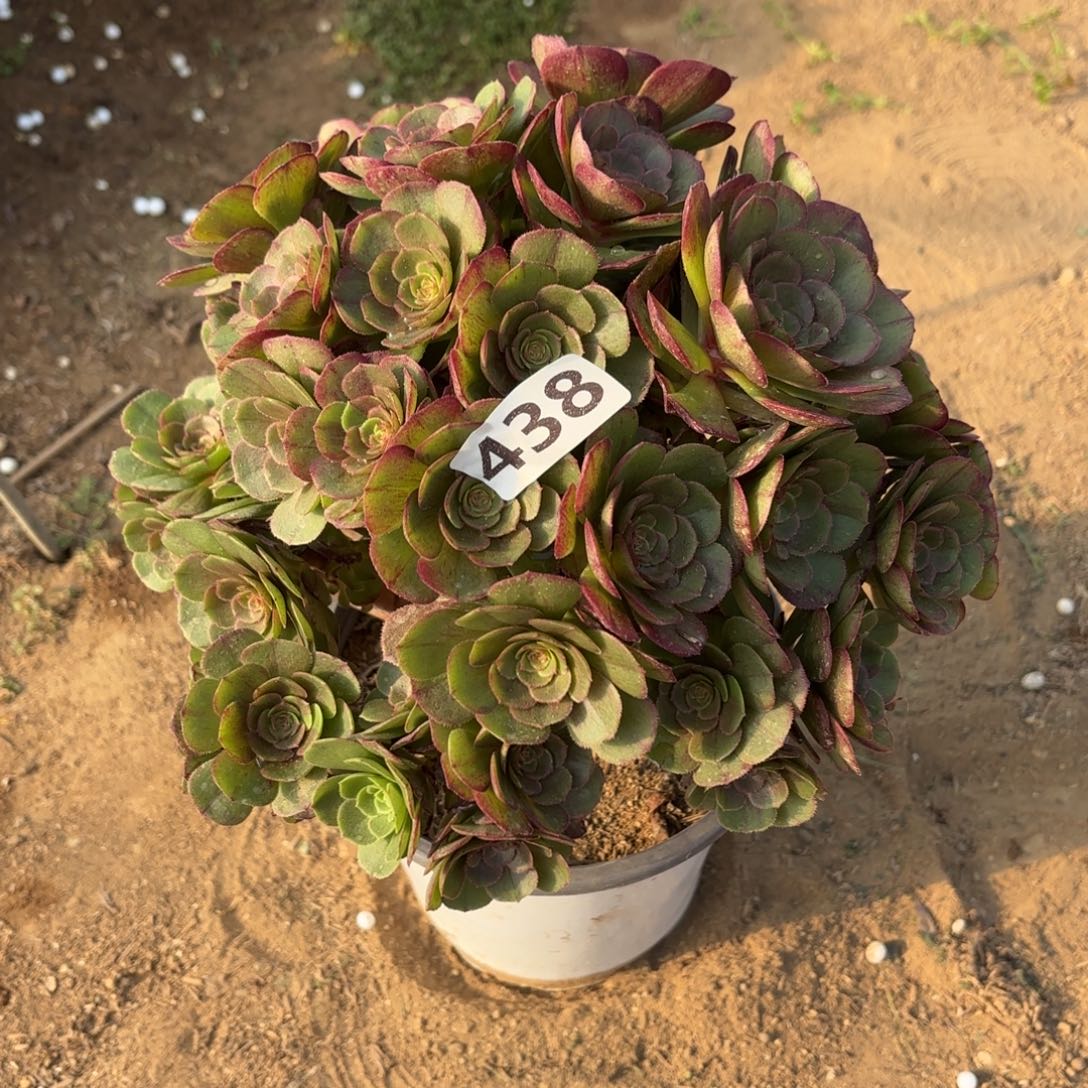 438花月夜砍过头不包损