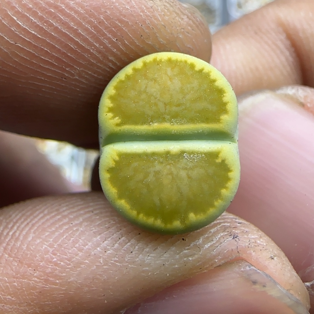 096 生石花大棚直播