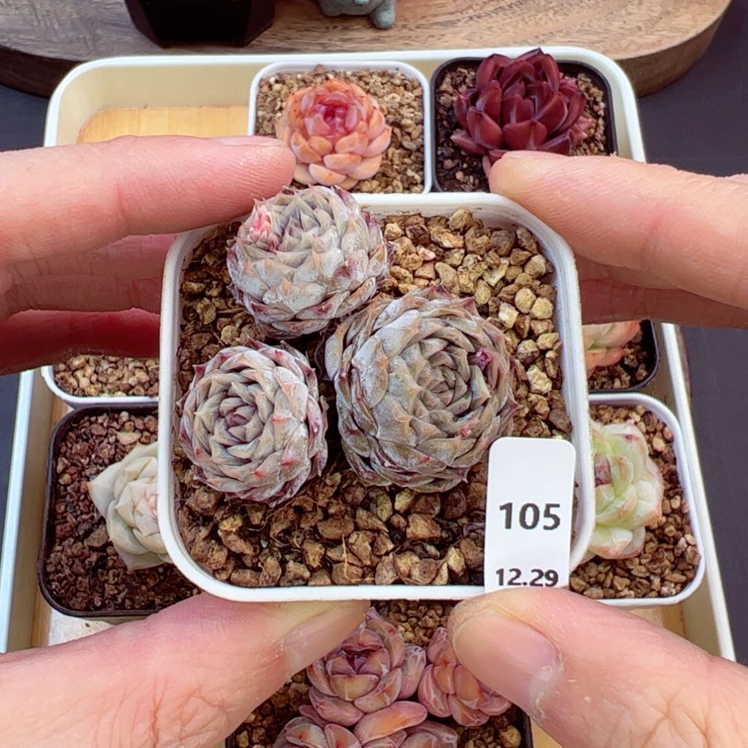 好好看105、哈哈哈哈