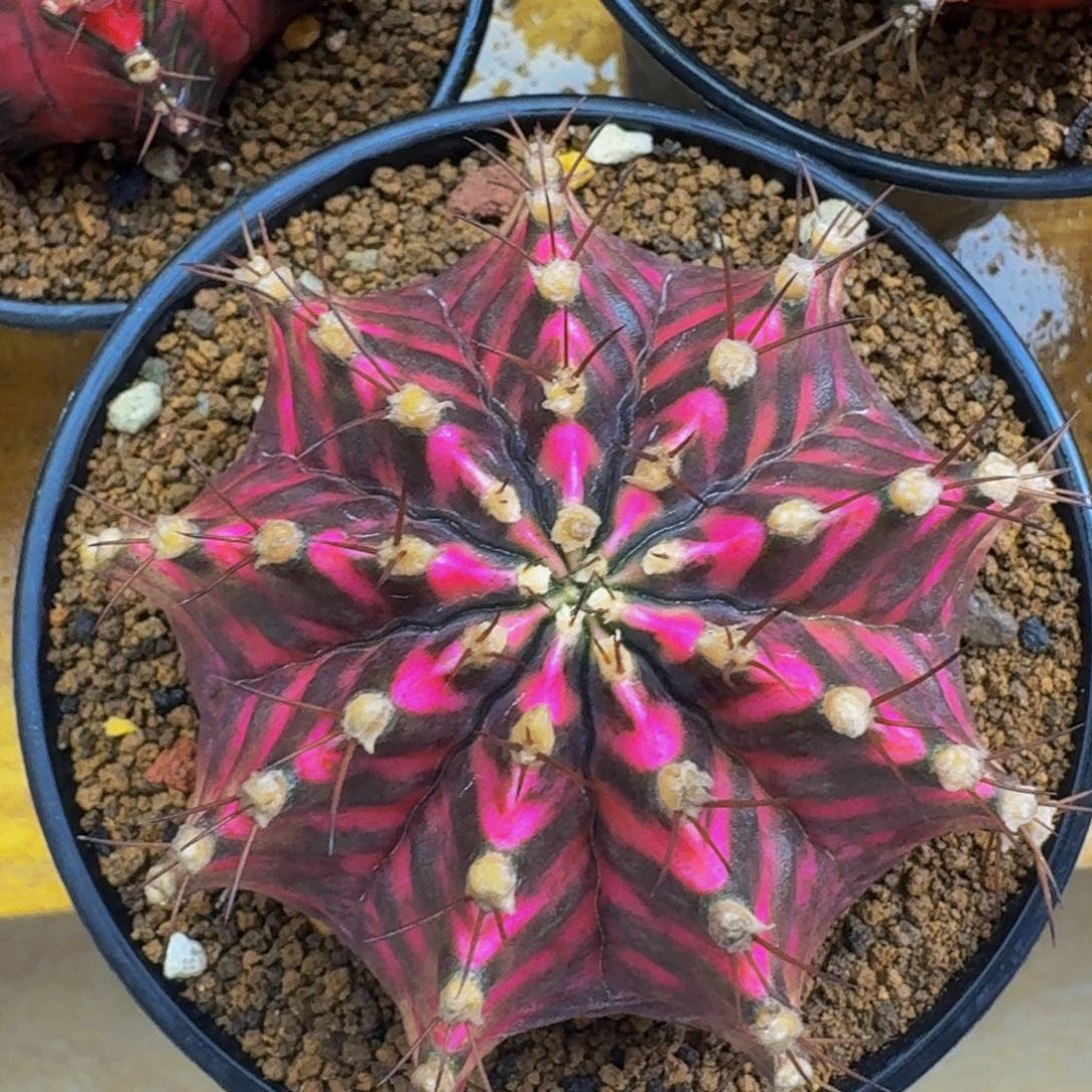 潘紫实生大母本000000000003