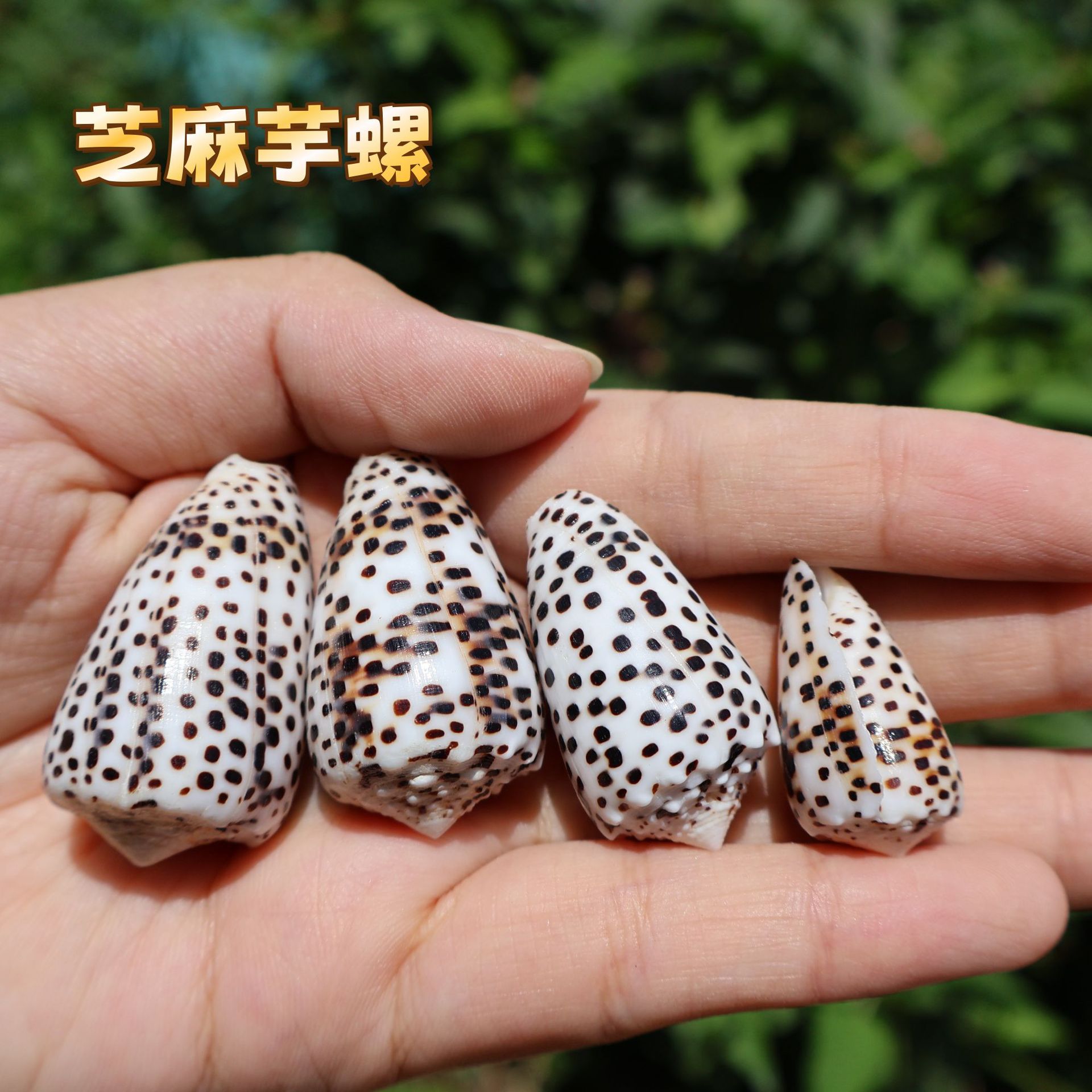 天然海螺贝壳小芋螺 斑点芋螺鱼缸造景手工diy装饰摆台水族馆