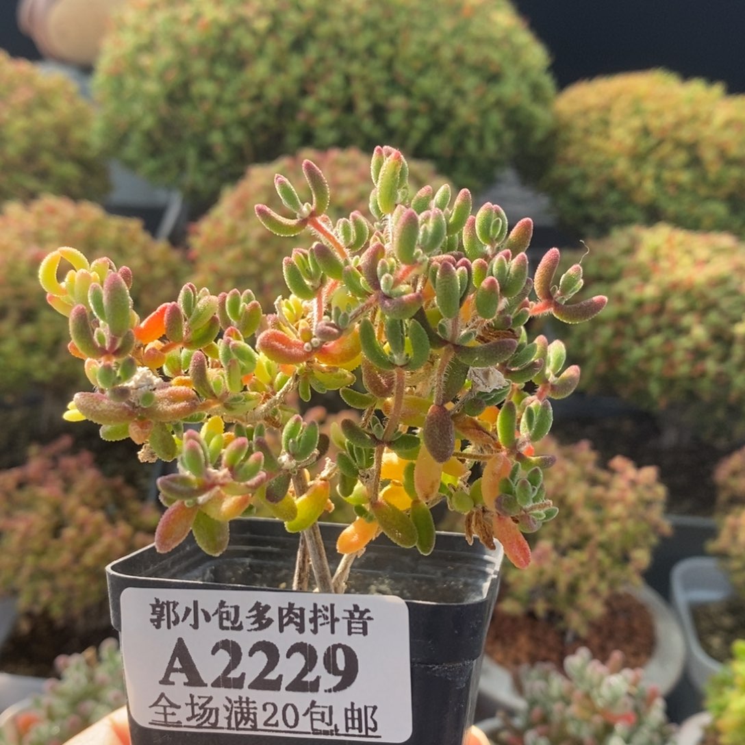 开播福利红宝石2229