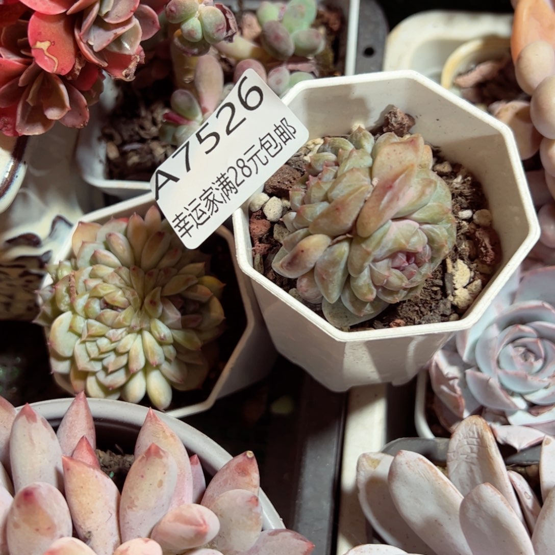 幸运的是我的朋友们