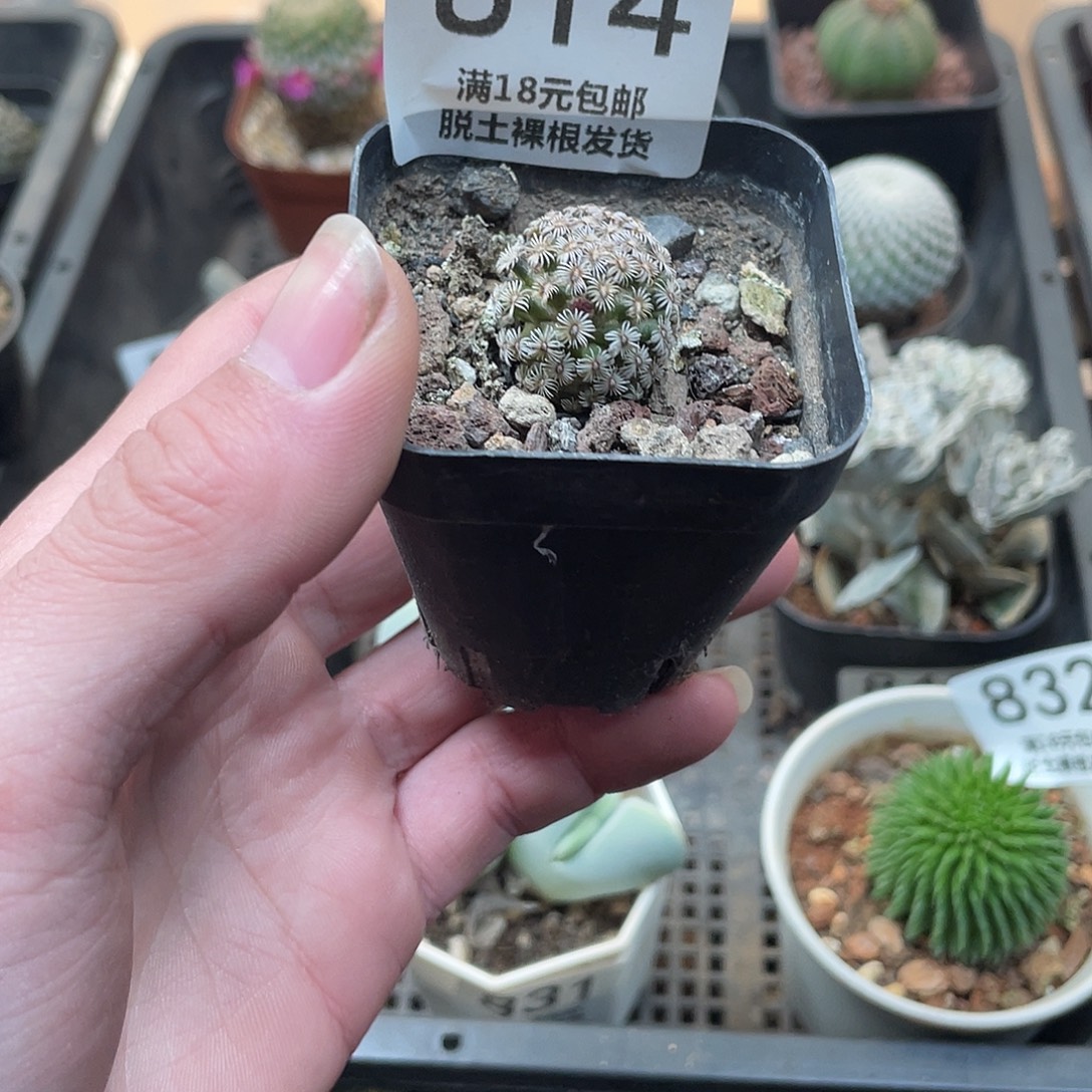 814克氏丸（满18包邮）