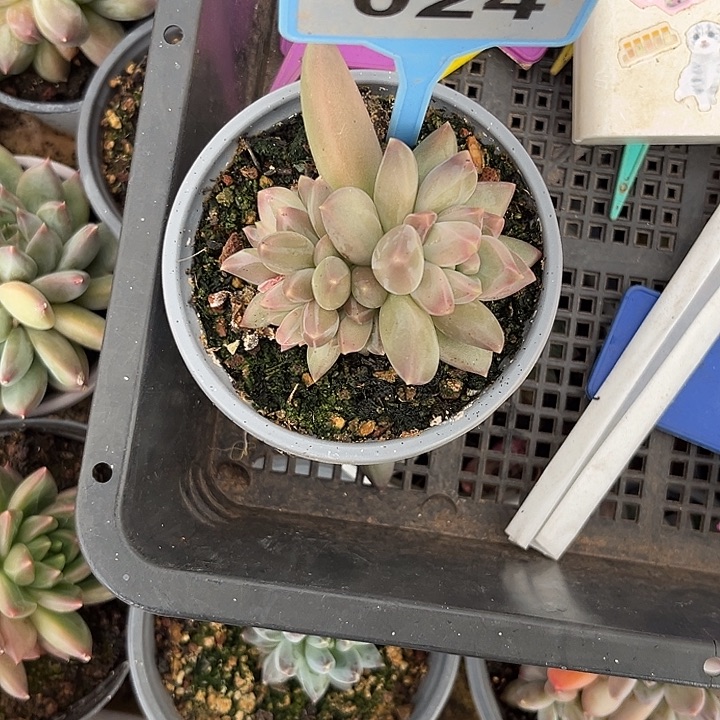 多肉植物郁金香024