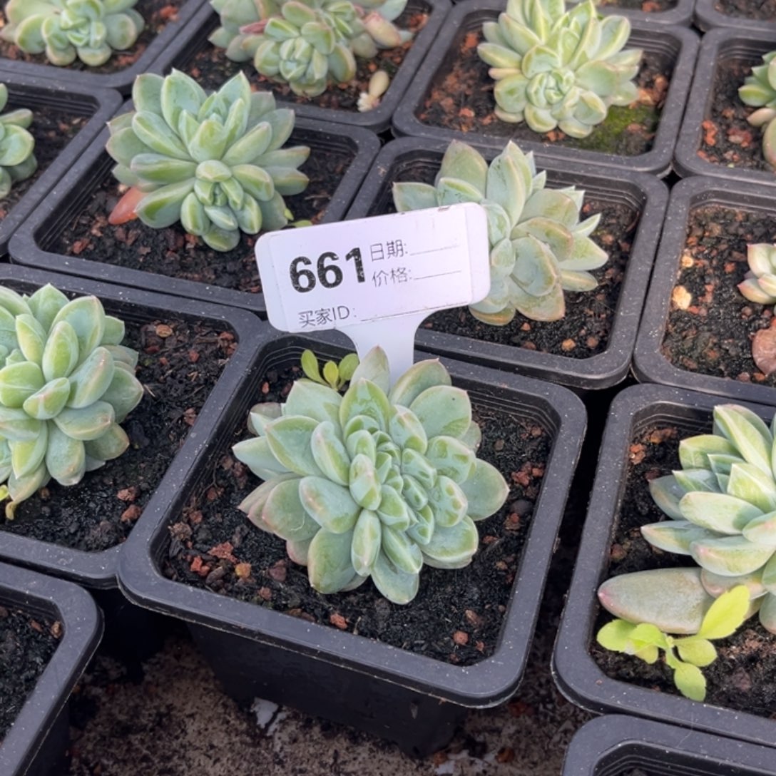 眠***冬黛拉缀多肉植物661