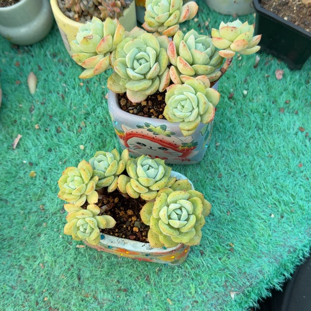 恋曲朵朵树精品包邮