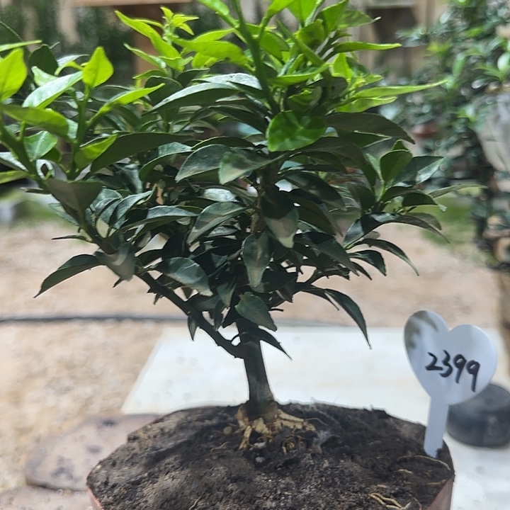 ****爺直播间八房柑一物一拍