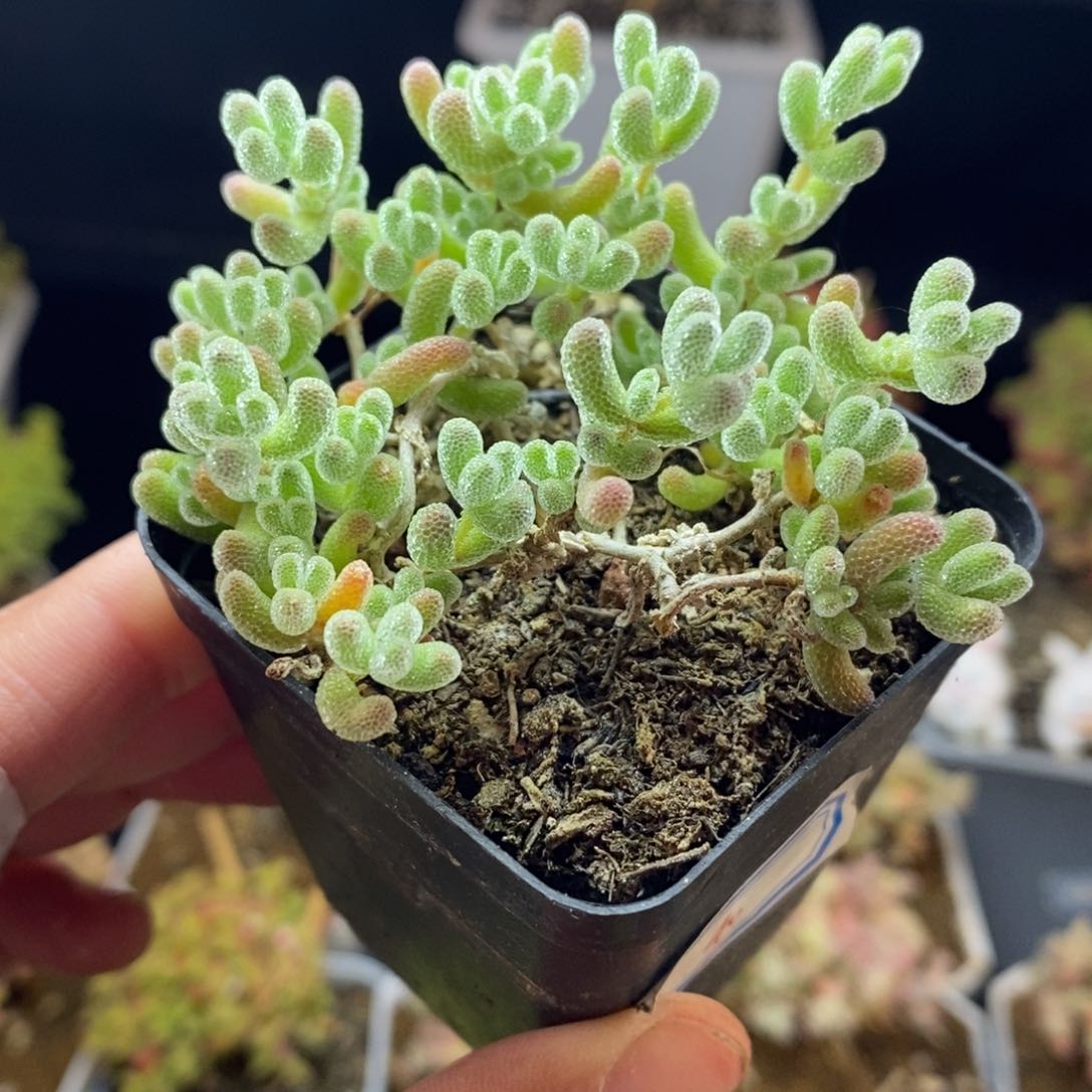 植***?40号冰晶枝干多肉