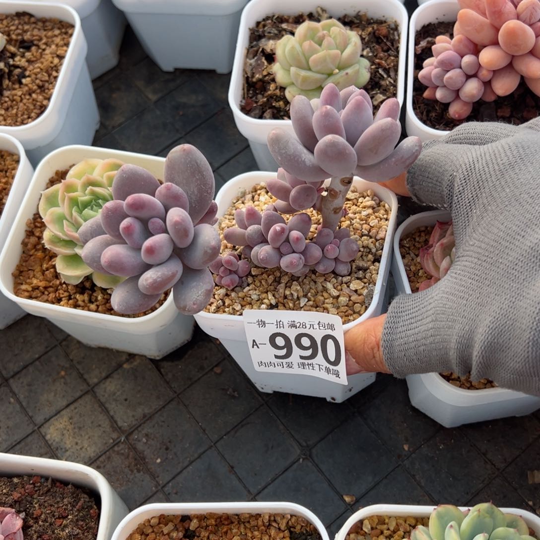 海狸美人多肉多肉多肉