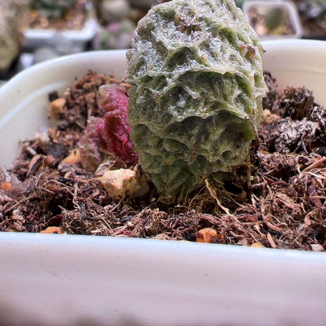 大鱼海棠水泡多肉植物水泡