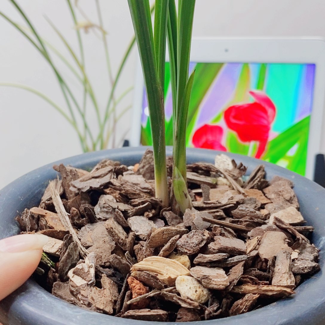 阿***蔡当前无花栽培后可以开花