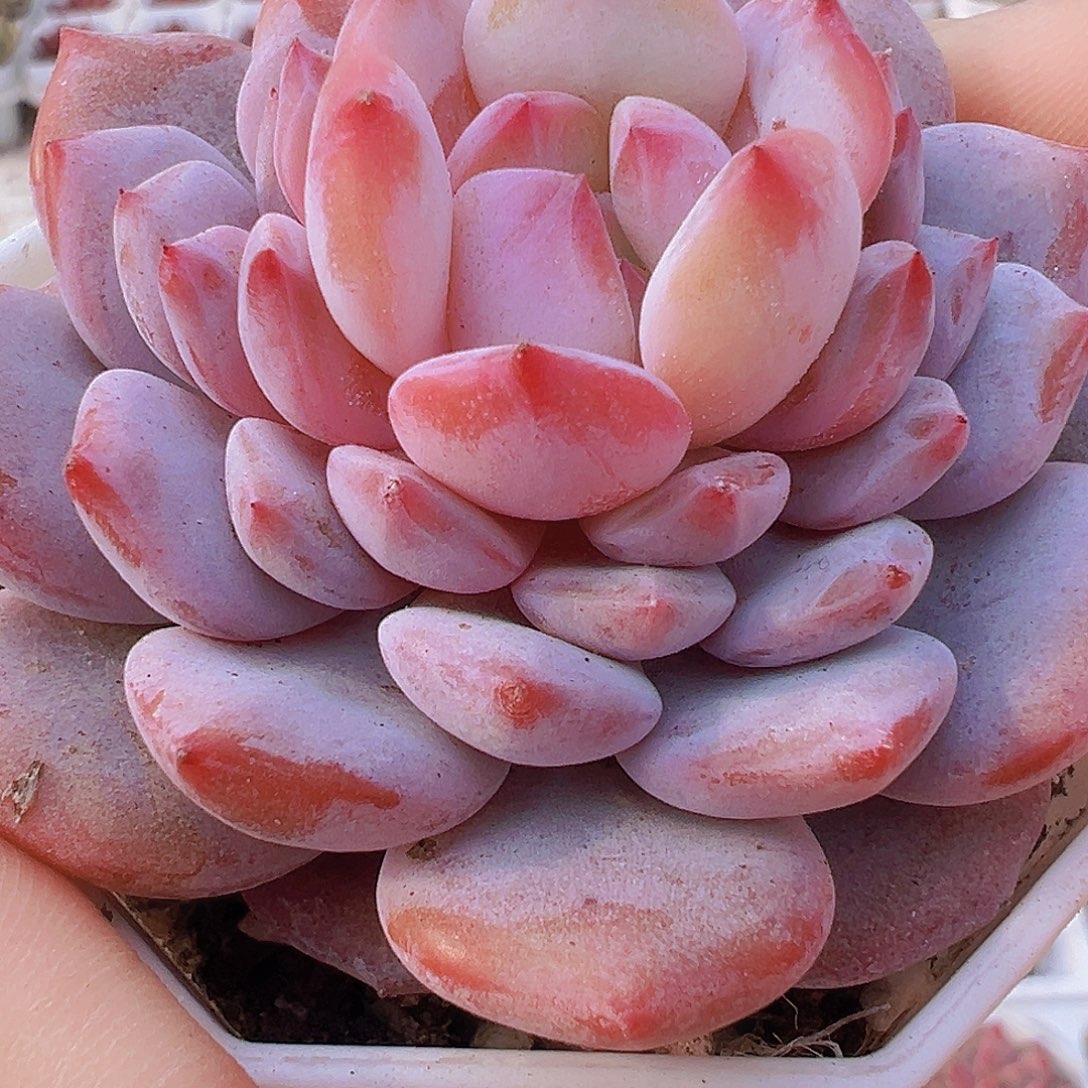 大星星橙单头19包邮多肉