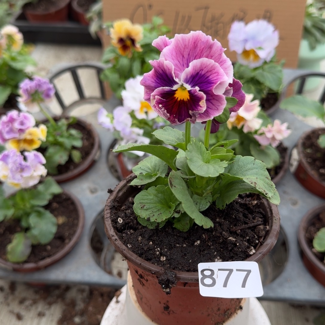 大部分花苞少量开放877