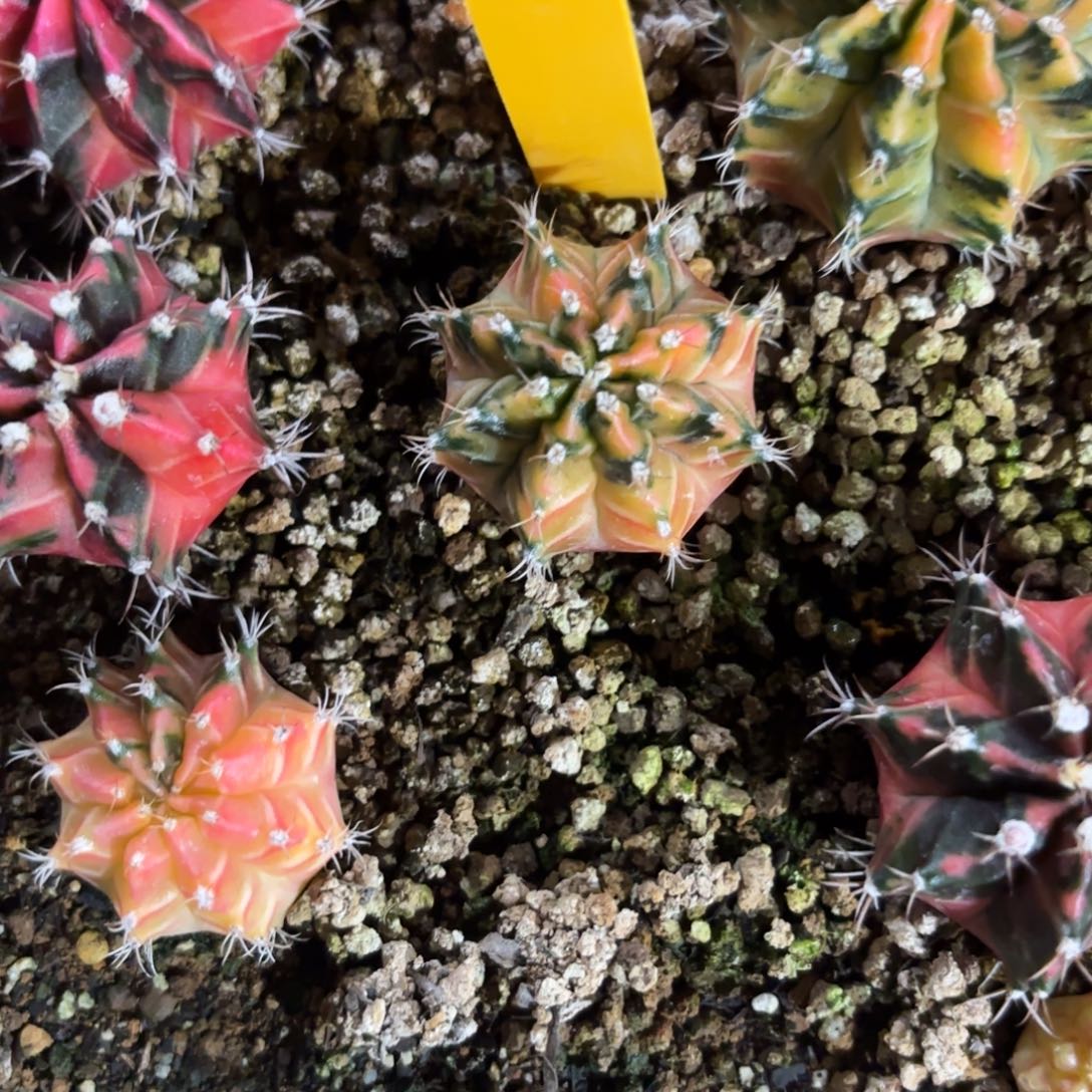 寶***虎L590-1222泰国发货 旧照片