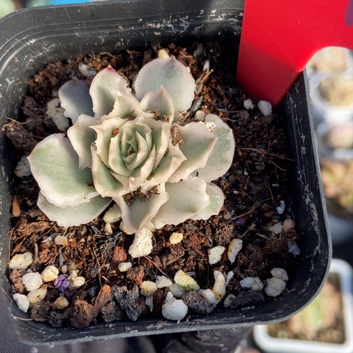 844紫蝴蝶锦多肉植物保护