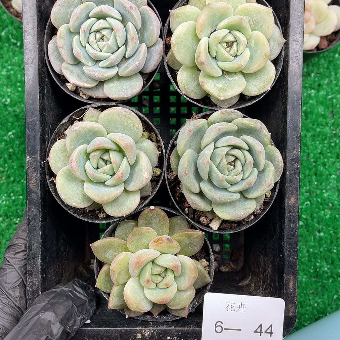 多肉植物一物一拍6-44