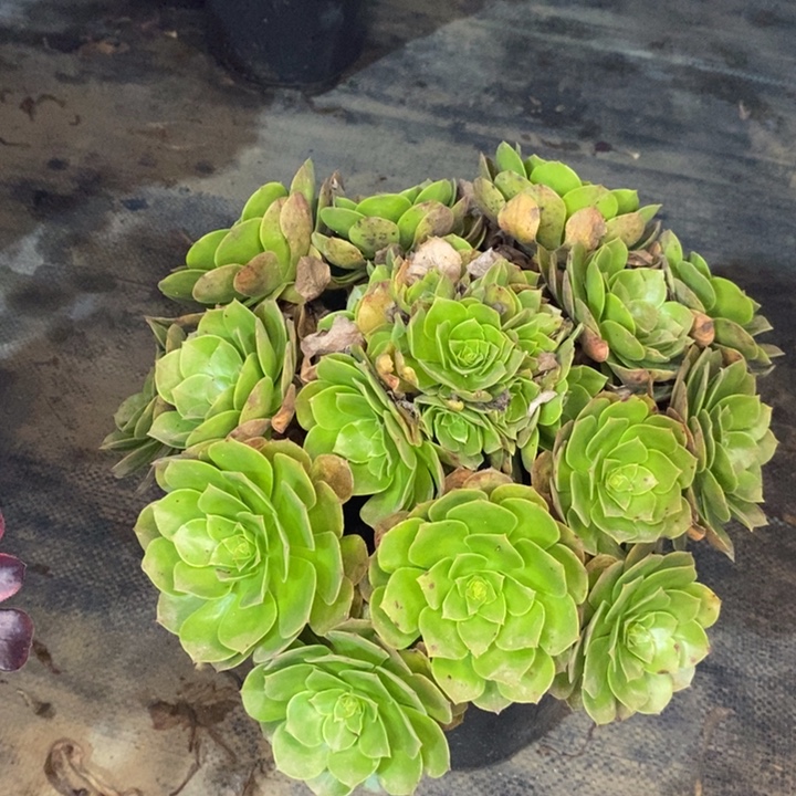 万圣节多肉植物46 