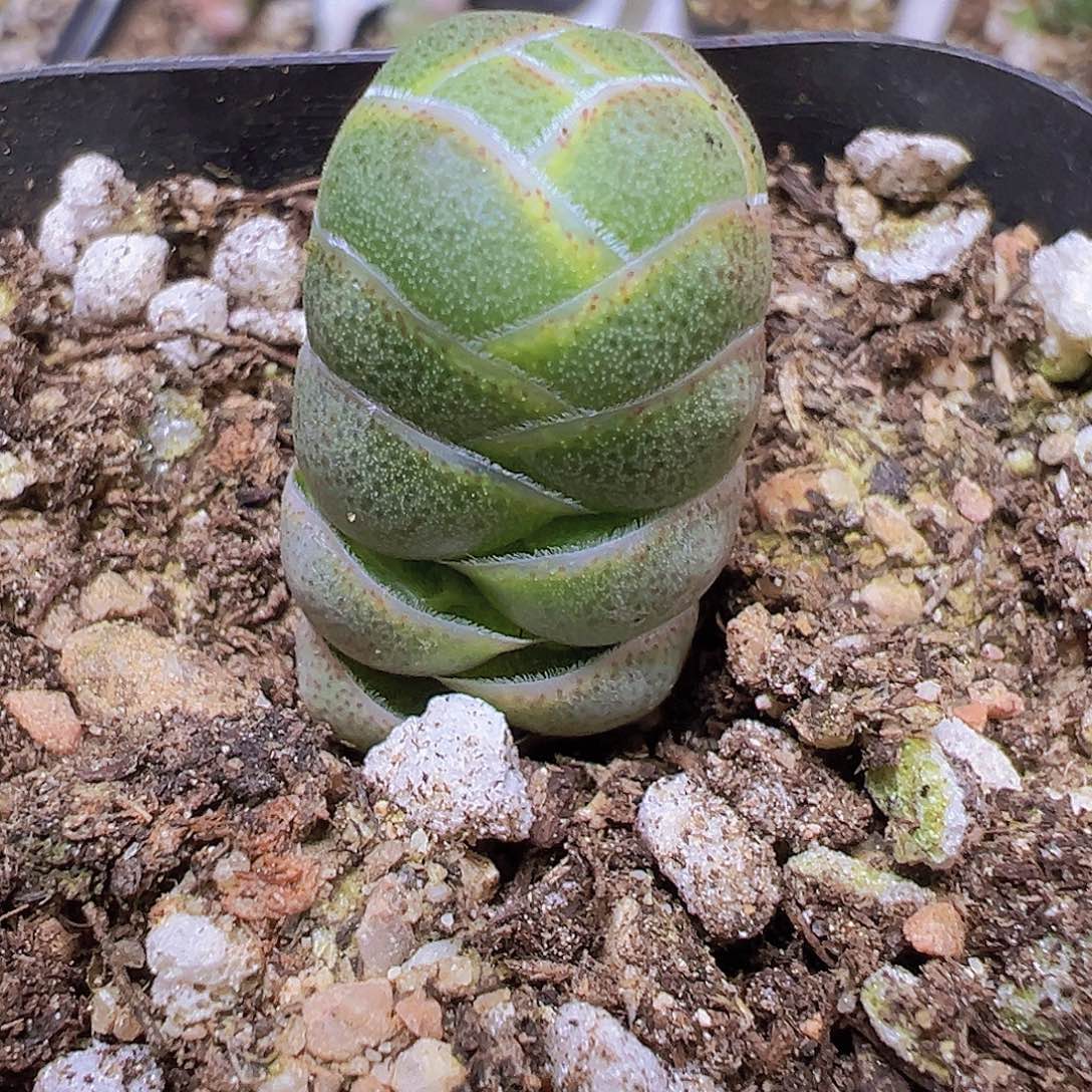 玉春19包邮也哦肉植物