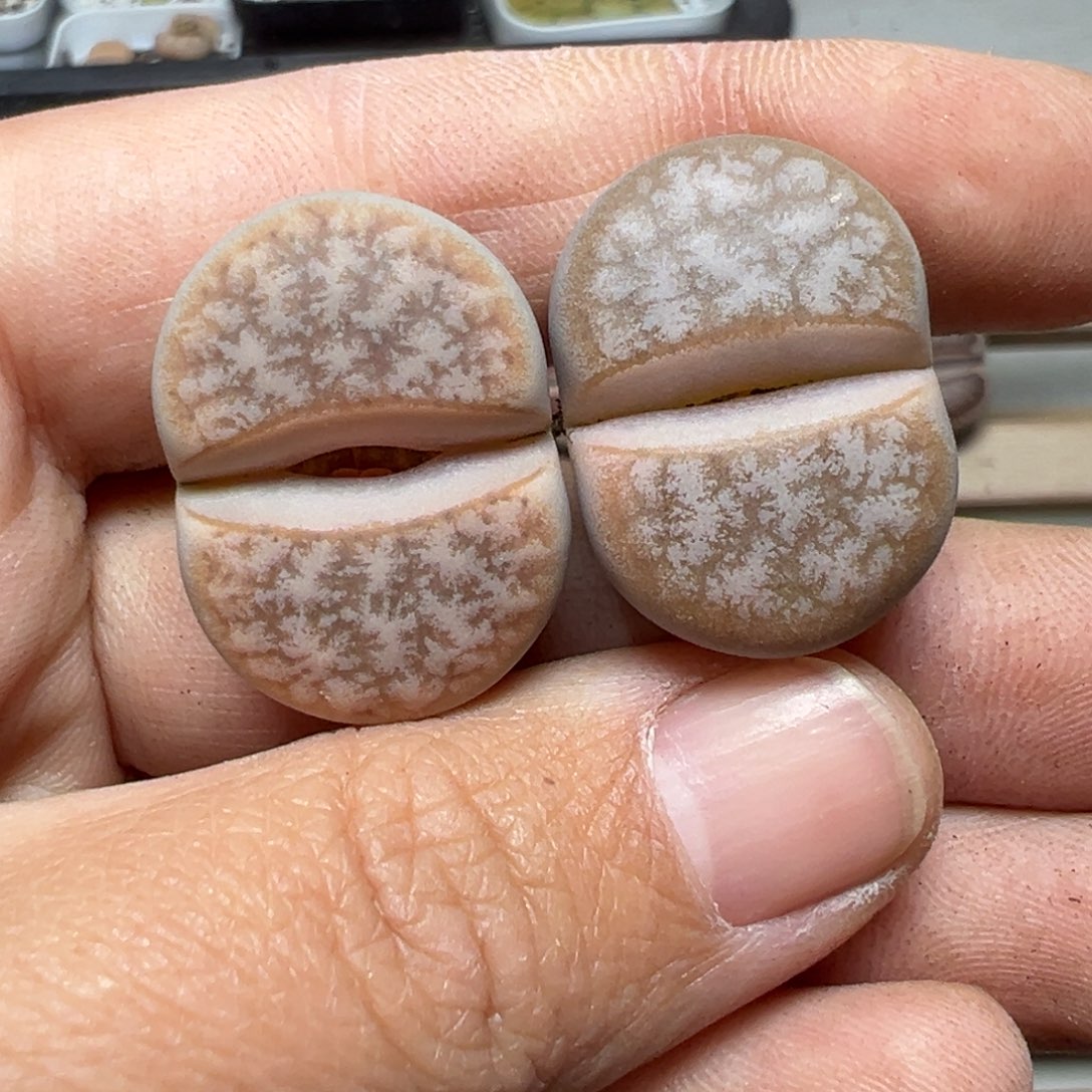 【闪购商品】992……