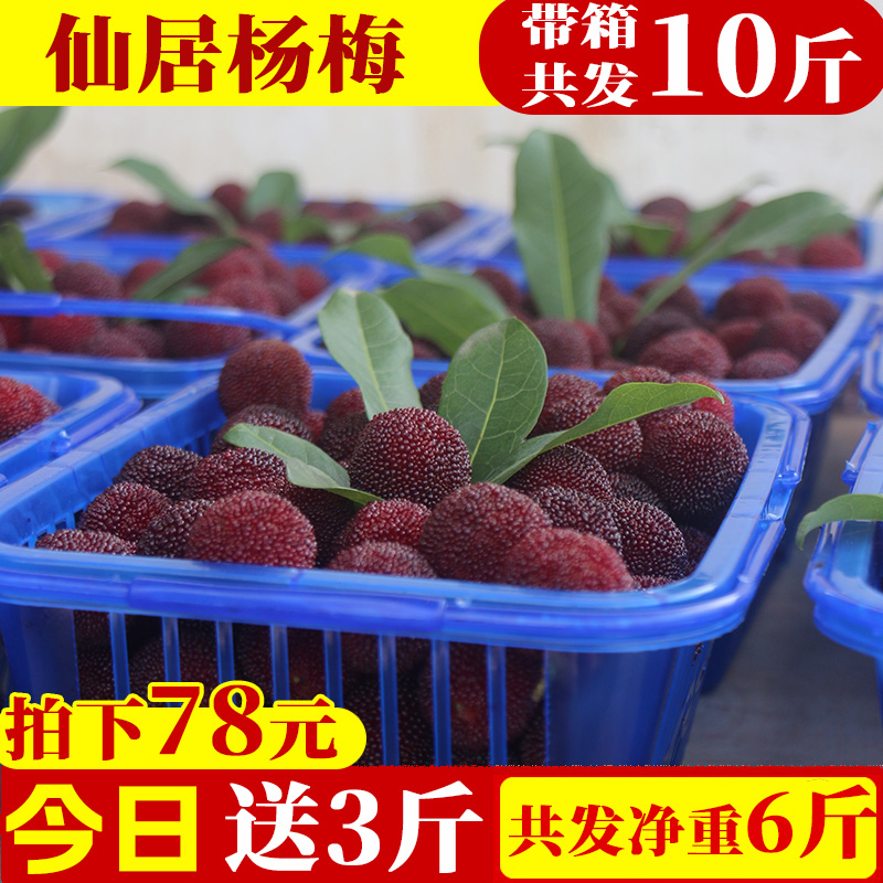 【现货现摘】仙居杨梅浙江荸荠杨梅新鲜水果原产地台州顺丰速运礼盒浙江省