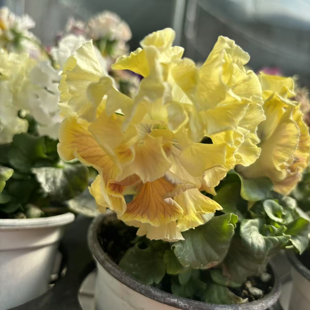 【花开啦】（角堇礼服)大花颜值超高 小精灵！室内开花阳台桌面盆栽花