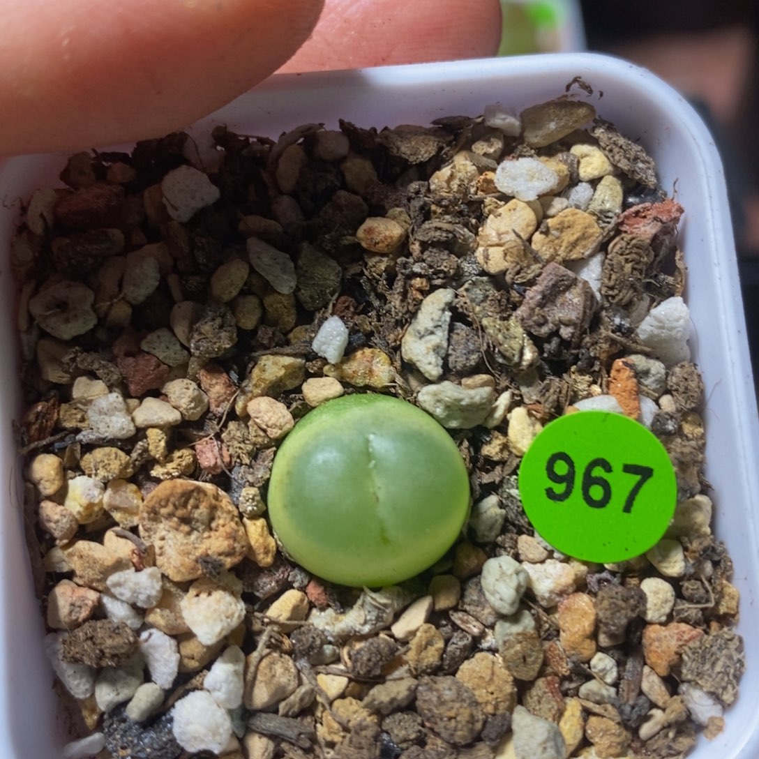 拉登1.3+多肉植物967