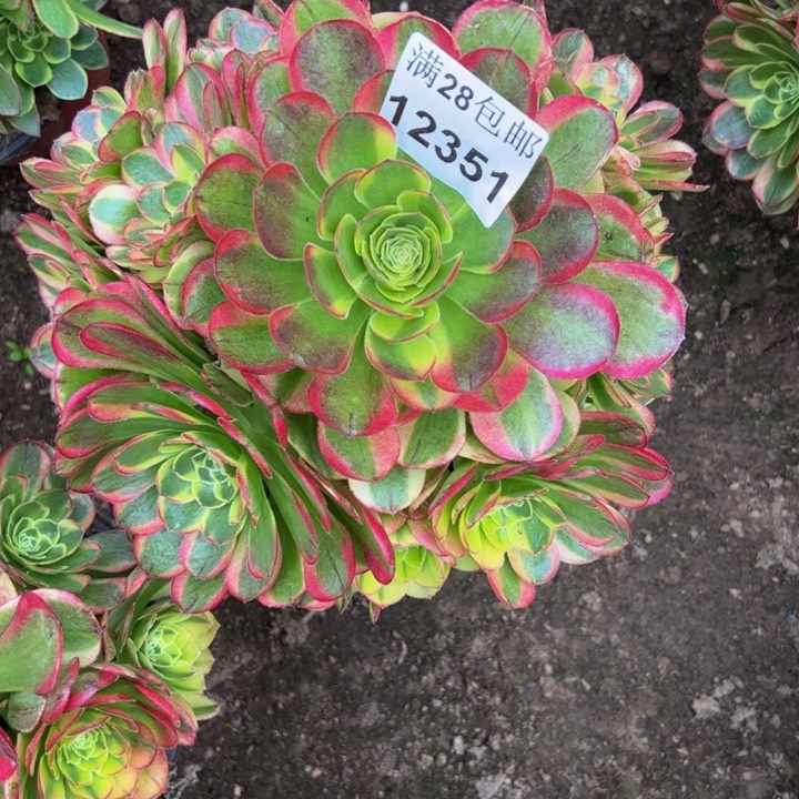 12351奶白多肉植物