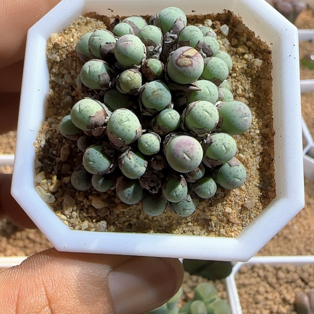 奶油嘴。     50776
