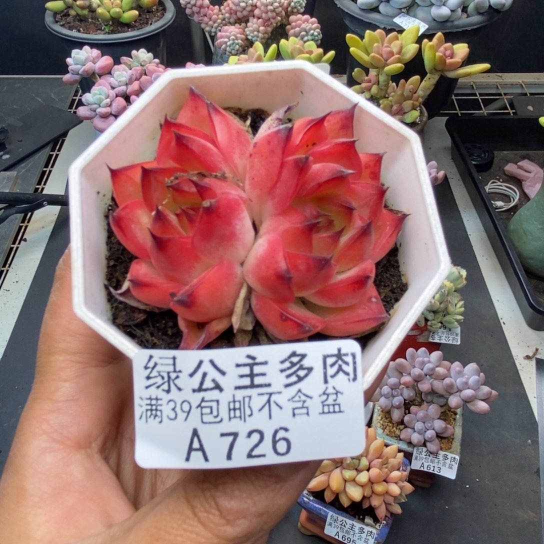 726篝火多肉肉6c m