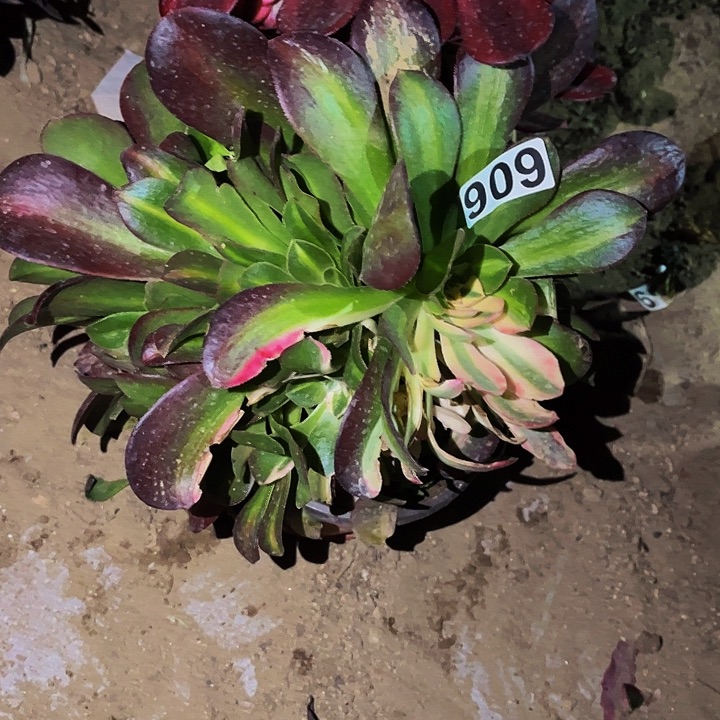 606七彩多肉植物