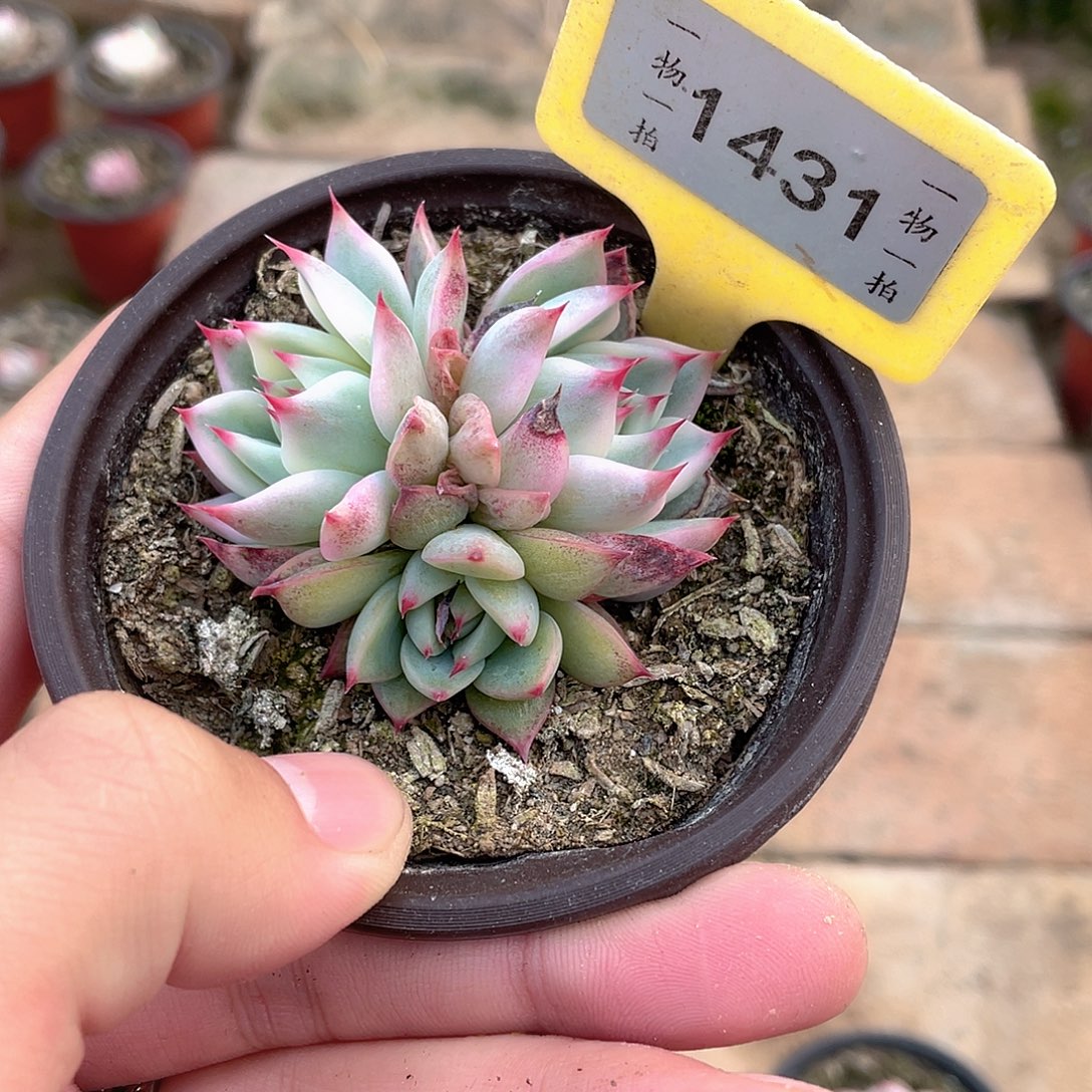 时***味1431号多肉植物盆栽