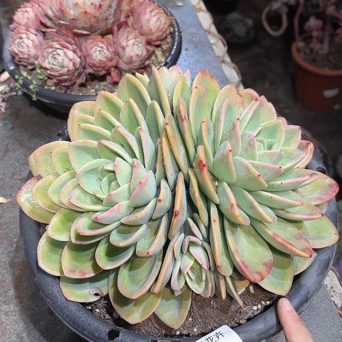 同温层多肉旋凤421