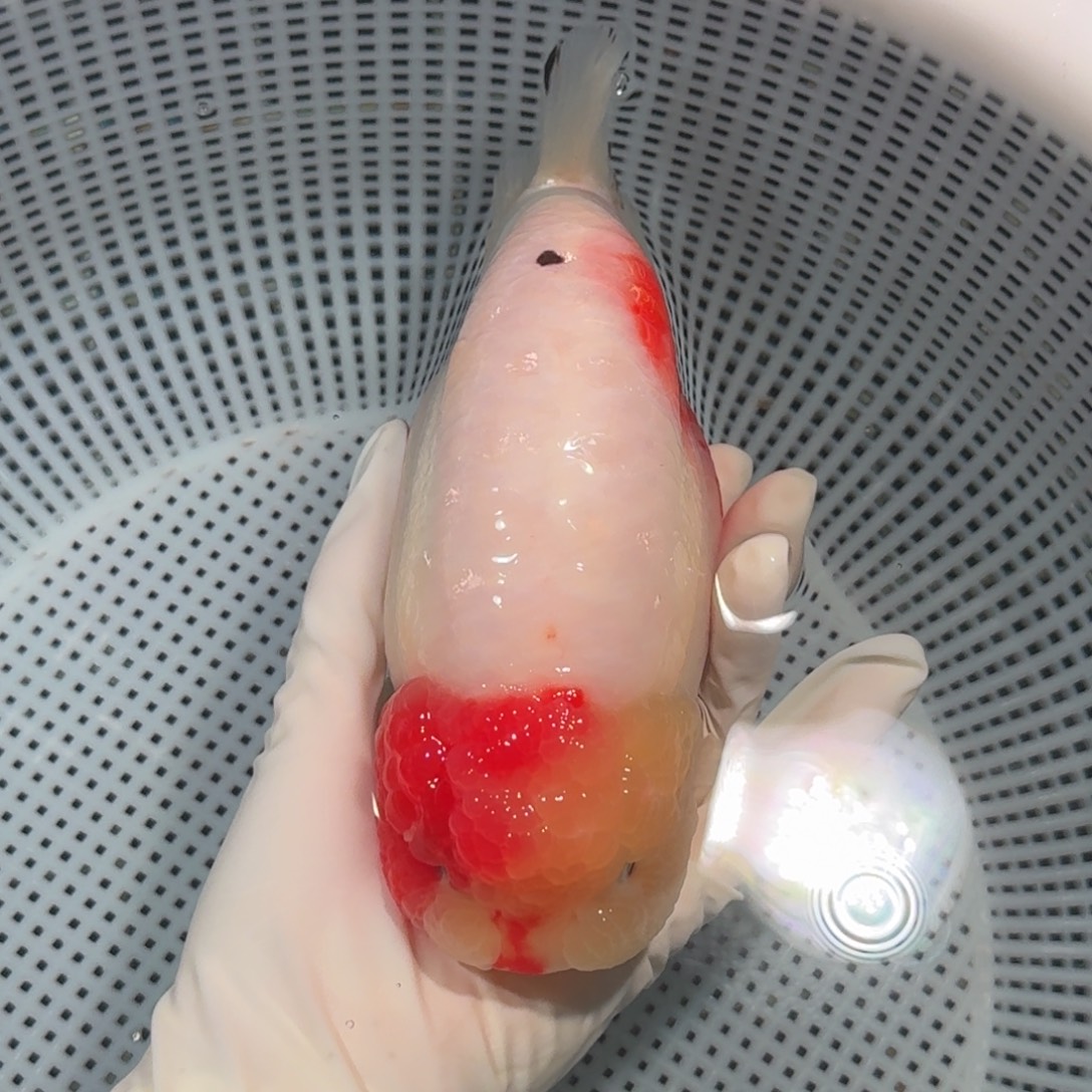 金鱼精品高货兰寿
