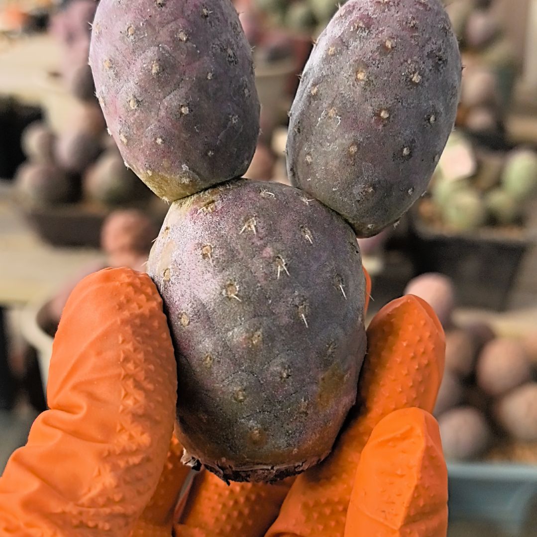 习志野仙人球直播