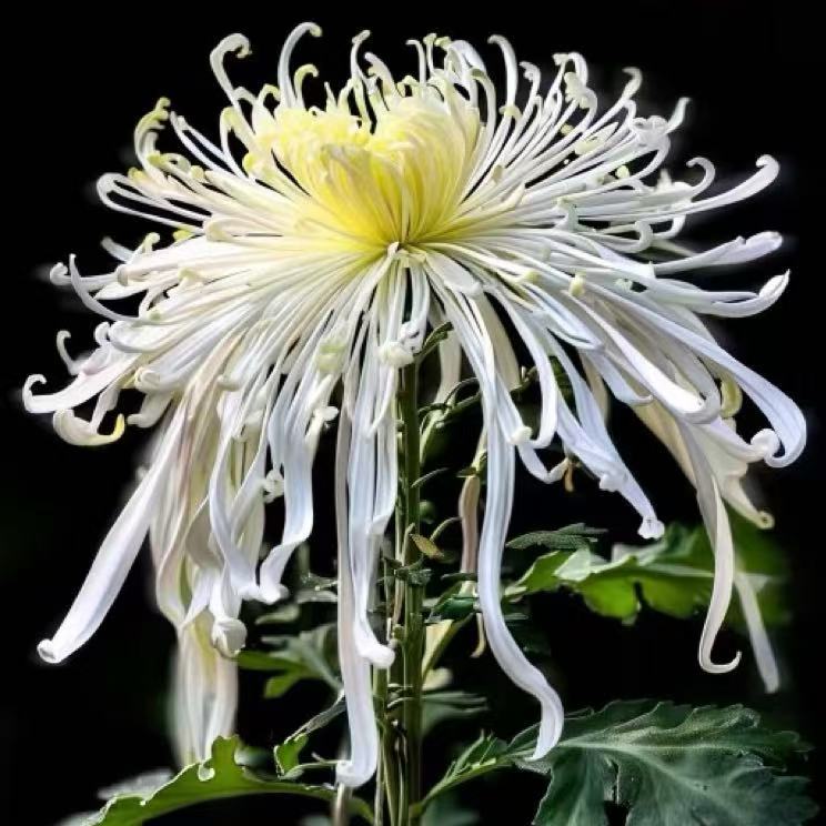瀑水流冰【带花苞】大花线型菊花