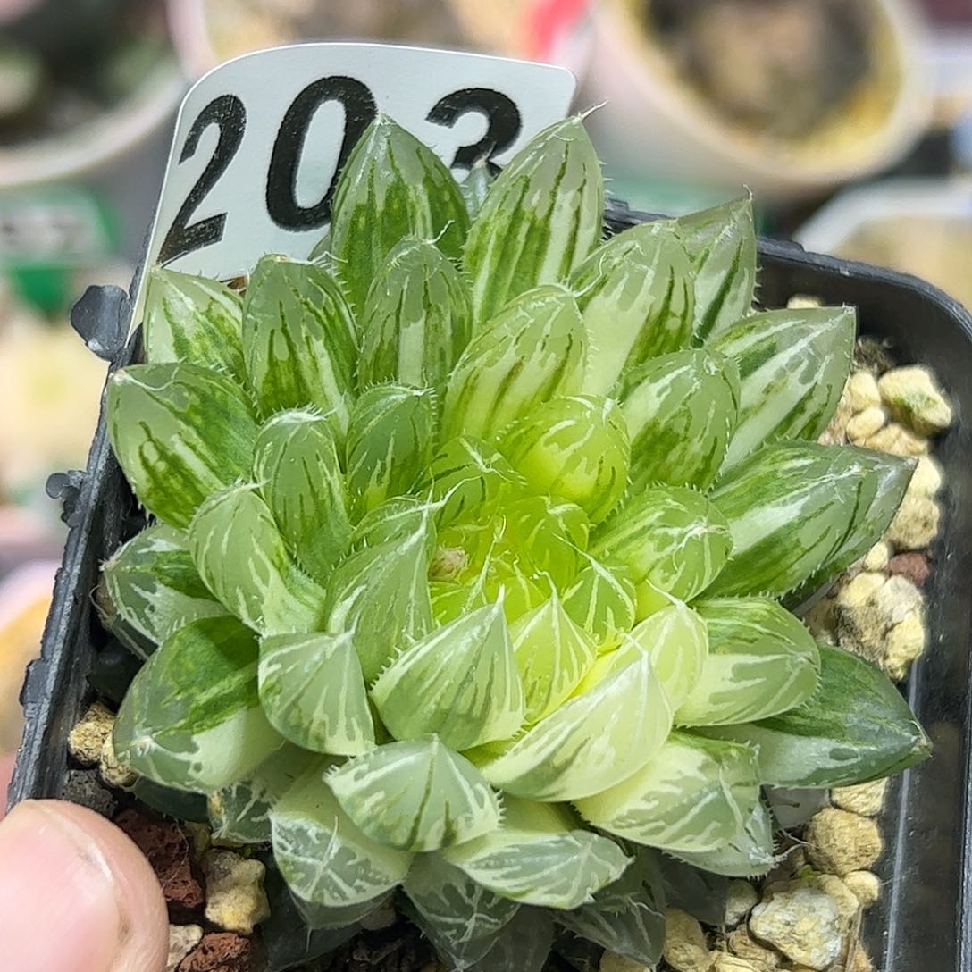 花蝴蝶锦十二卷多肉植物