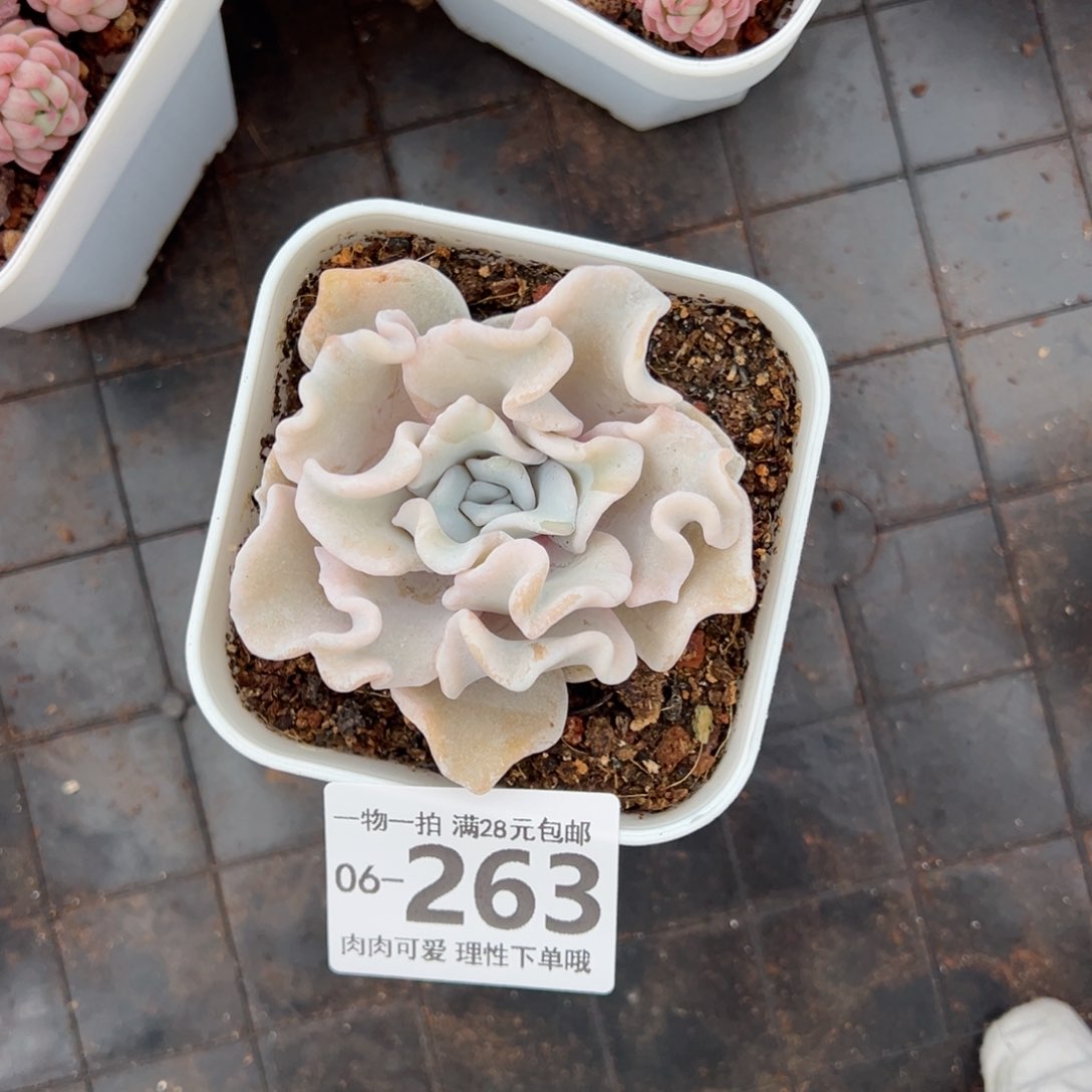 芭蕾舞者多肉多肉，