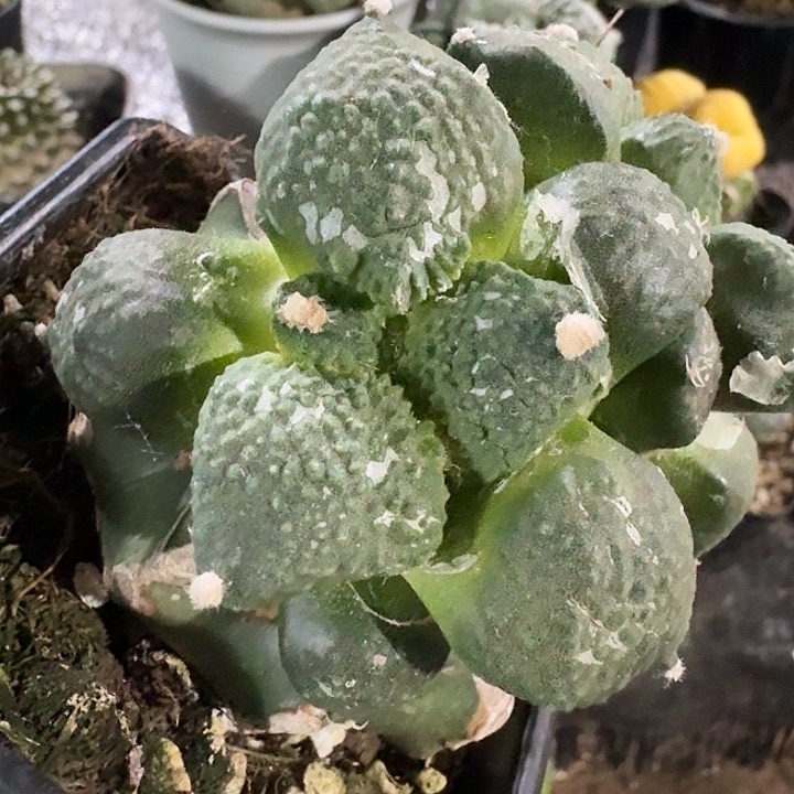 无花朵519变尤无毛哥斯拉