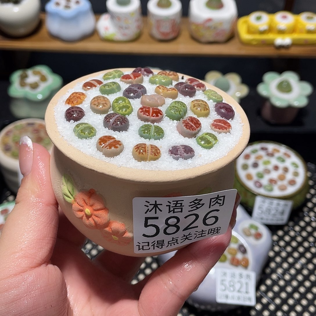 带盆土植物 一物一拍5826