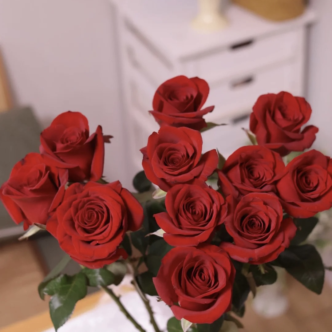 次日达高原自由10枝玫瑰云南鲜花基地直发适合客厅装饰