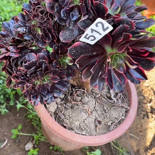 用***9多肉植物一个欧嘉莉512