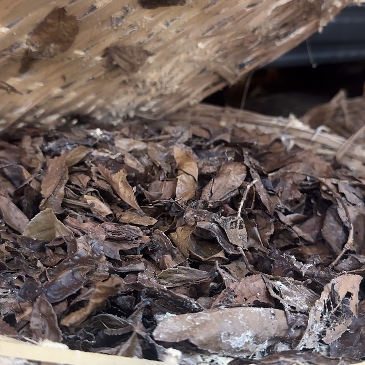 90念 老茶婆 一斤