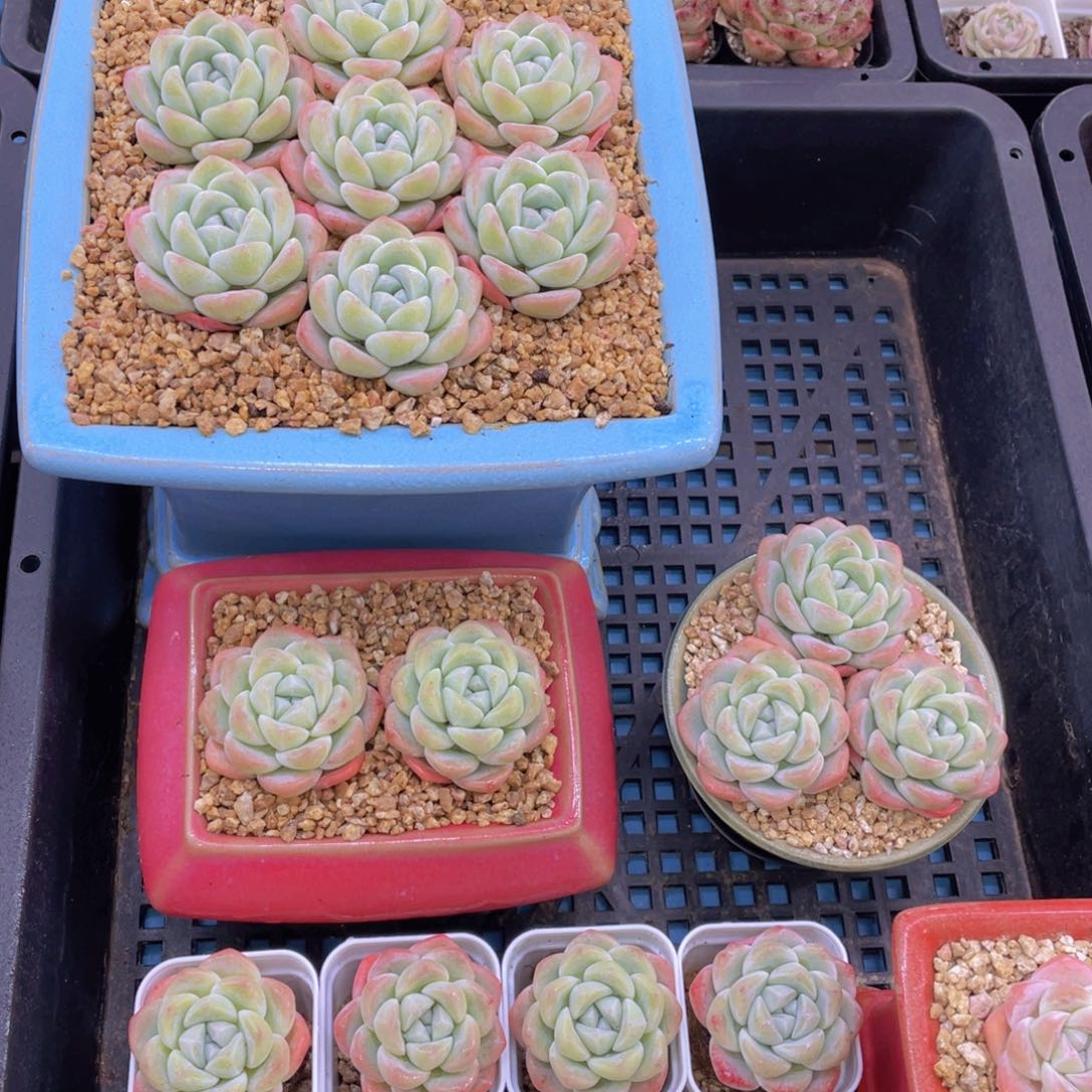 量拍37号 奶油胖冰玉单头七个z带小白方