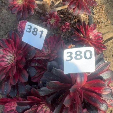 恒**吟法师黑铜白18-41多肉