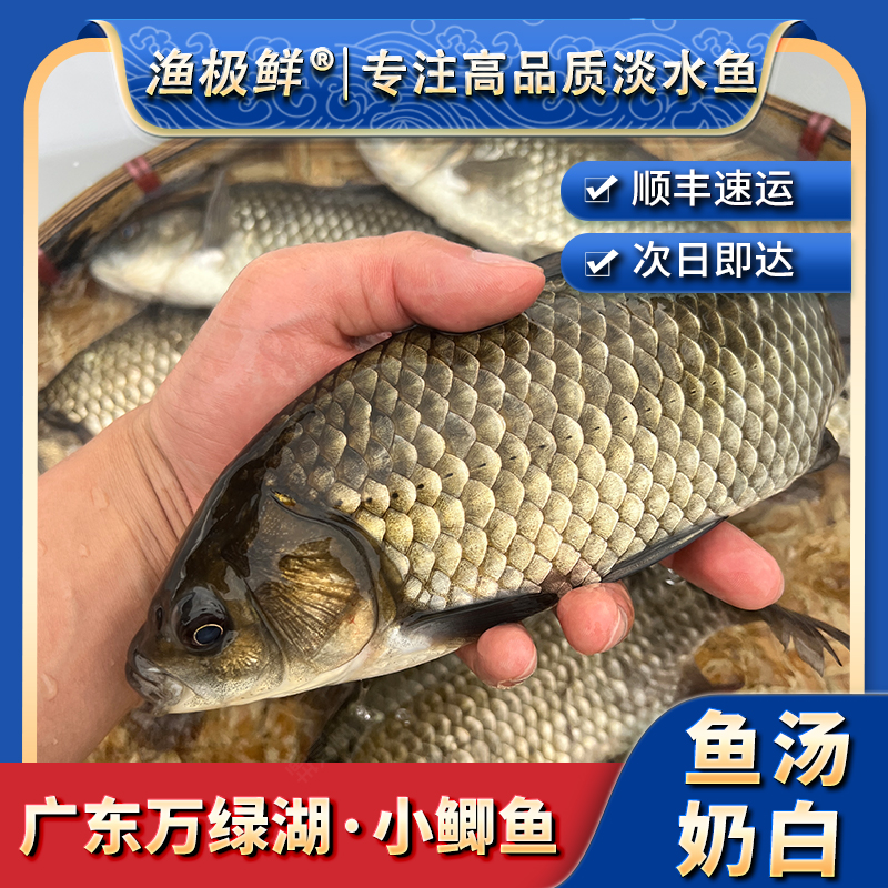 【渔极鲜】万绿湖小鲫鱼—本地土鲫鱼下奶煲汤顺丰活发可新鲜现杀