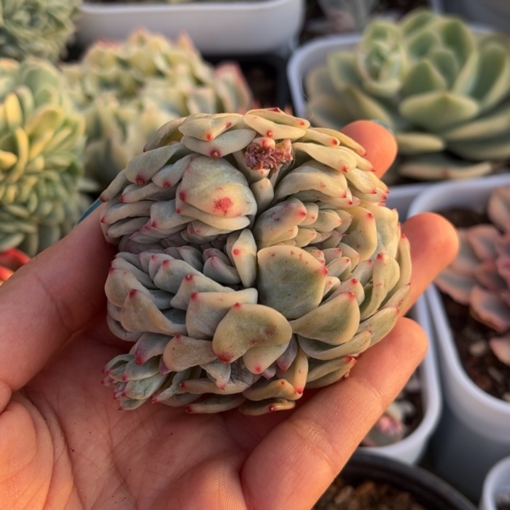 ?**?橙梦露锦缀化一颗价格