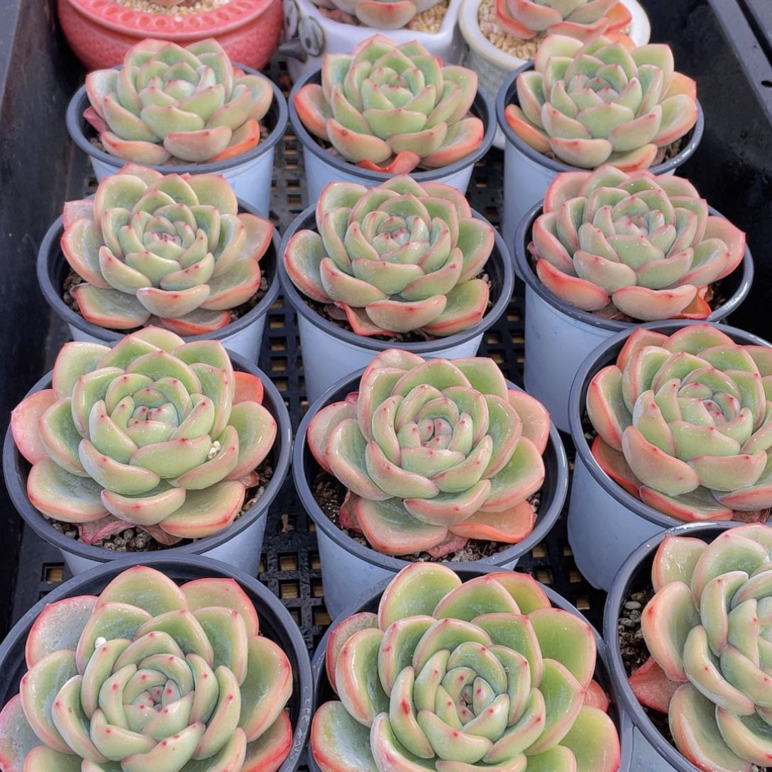 量拍79号 草莓泡芙大单头一个