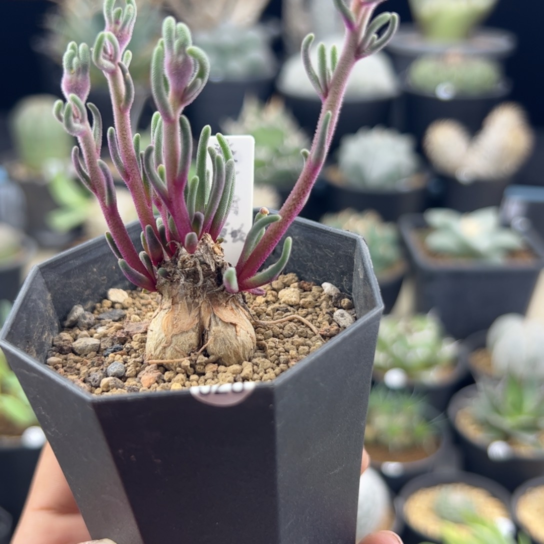 淡青霜黄花一物一拍