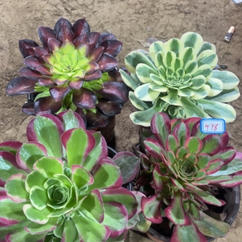 478多肉植物组合